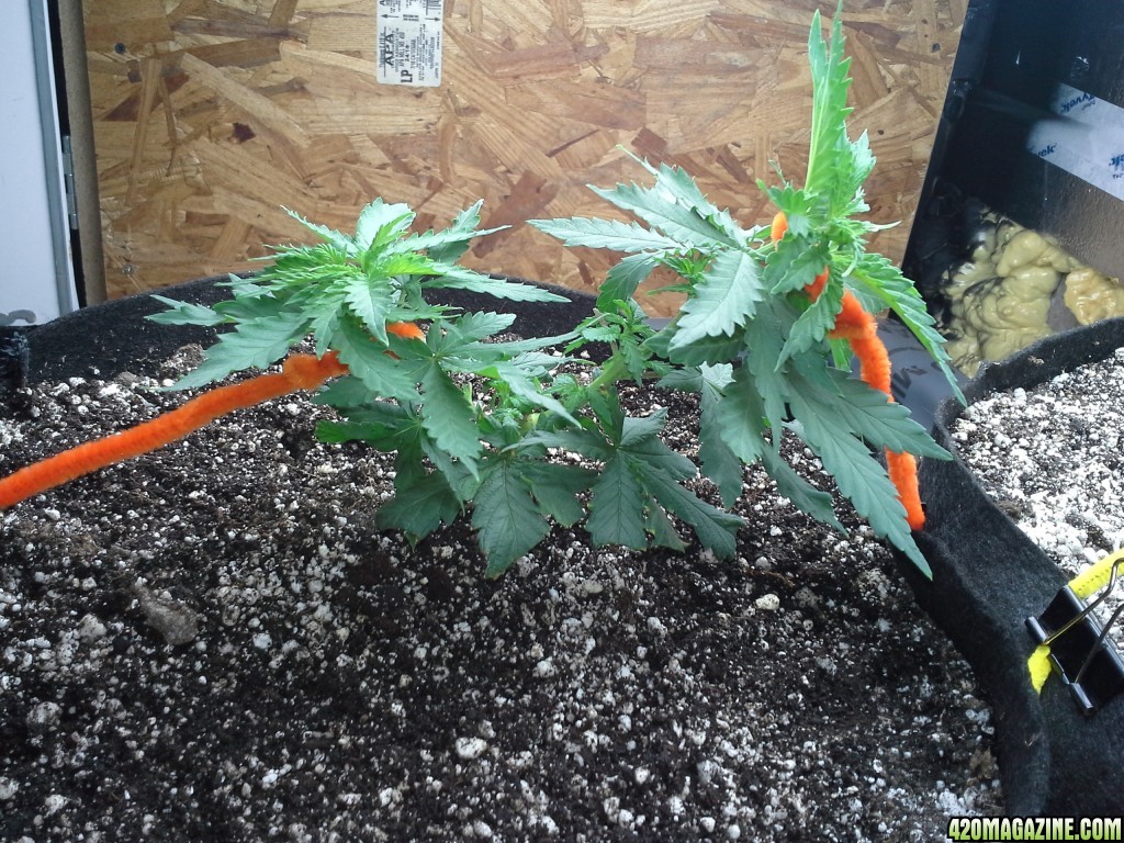 White Rhino LST