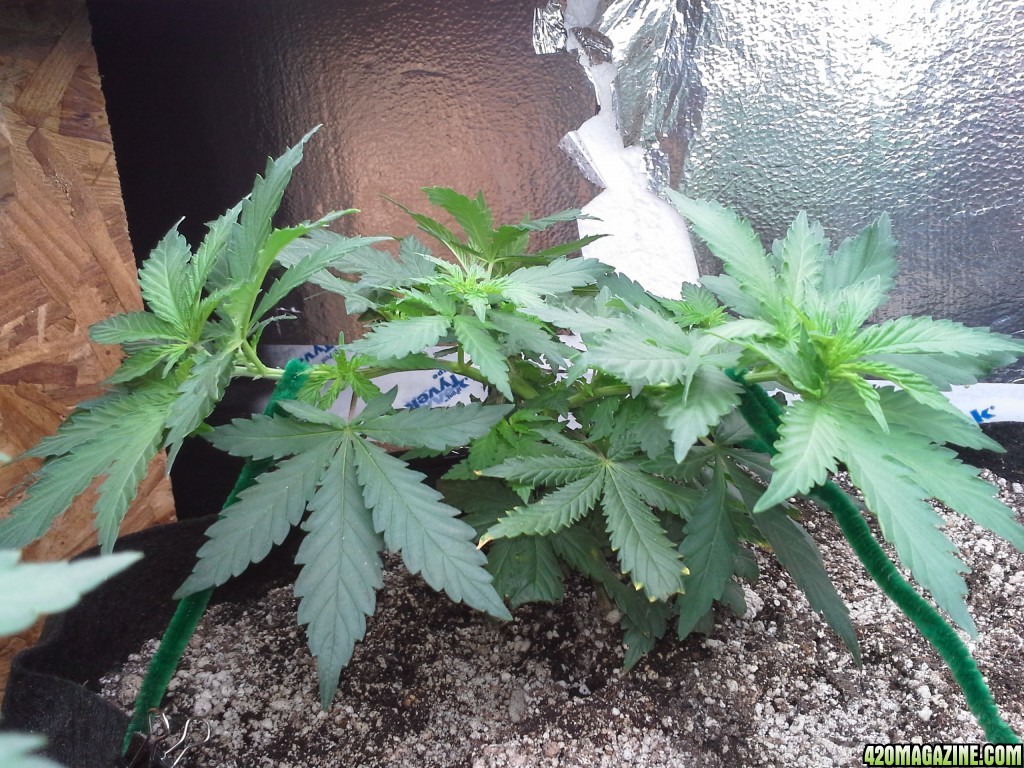 White Rhino LST