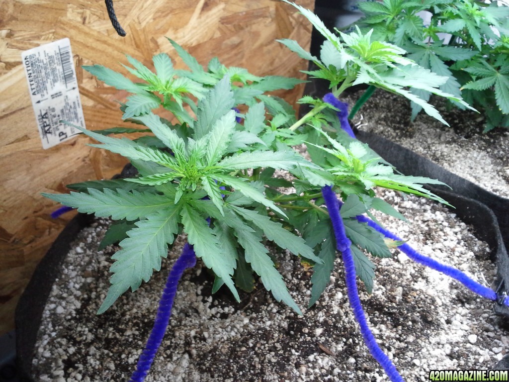 White Rhino LST