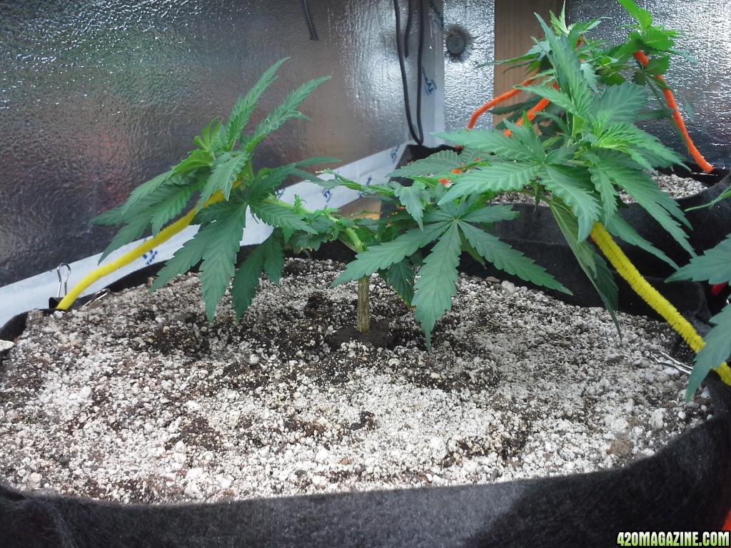 White Rhino LST