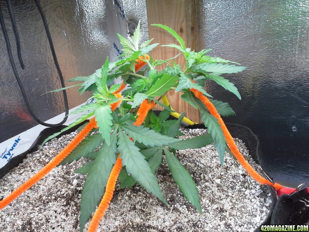 White Rhino LST