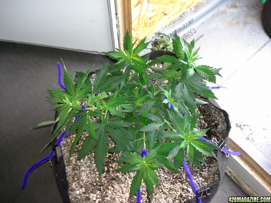 White Rhino LST