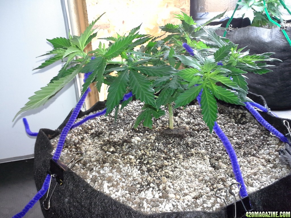 White Rhino LST