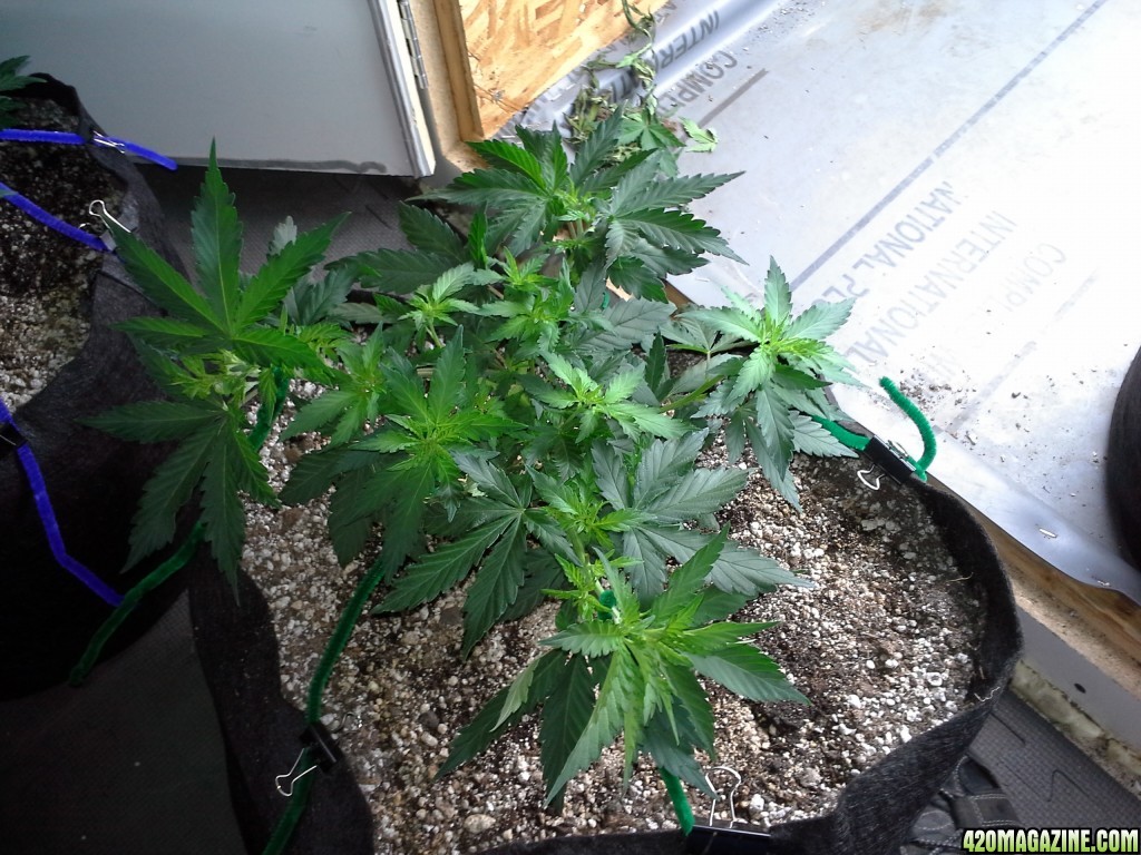 White Rhino LST