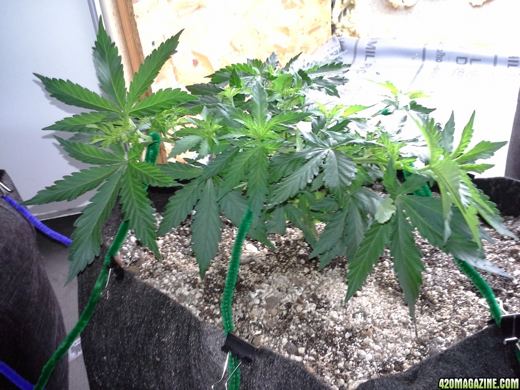 White Rhino LST