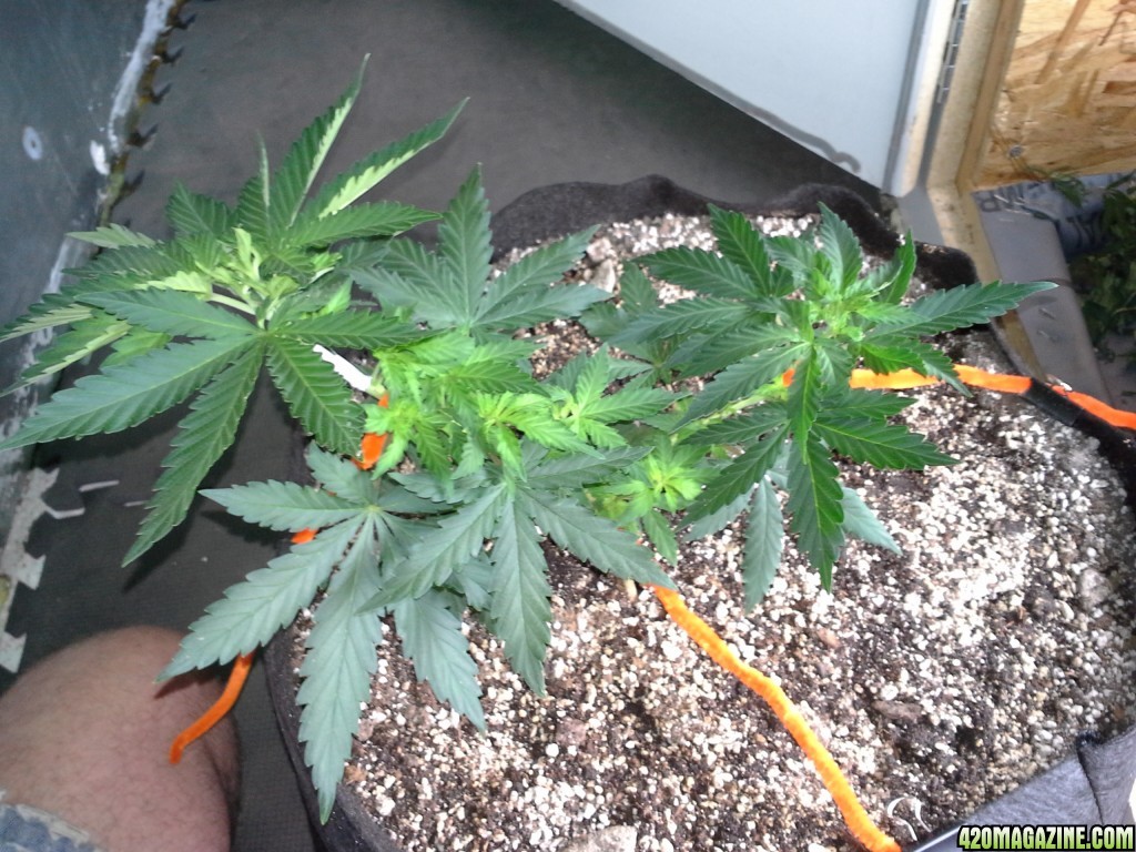 White Rhino LST