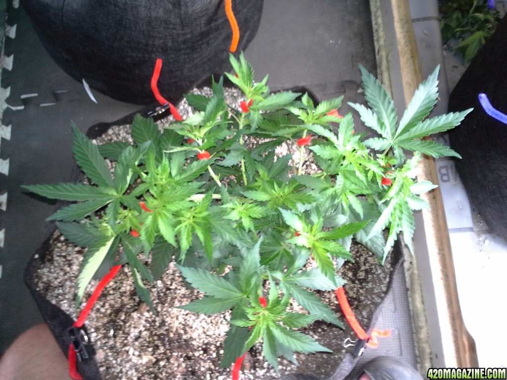 White Rhino LST