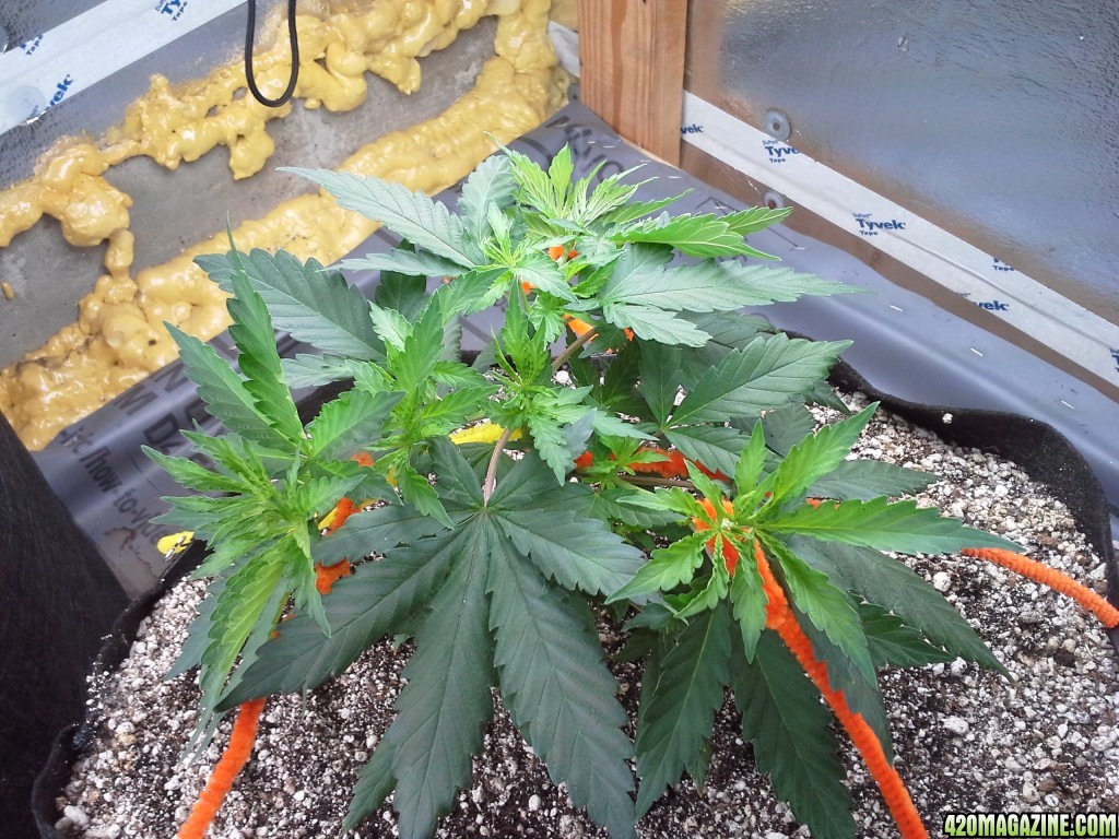 White Rhino LST