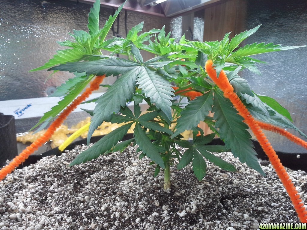 White Rhino LST