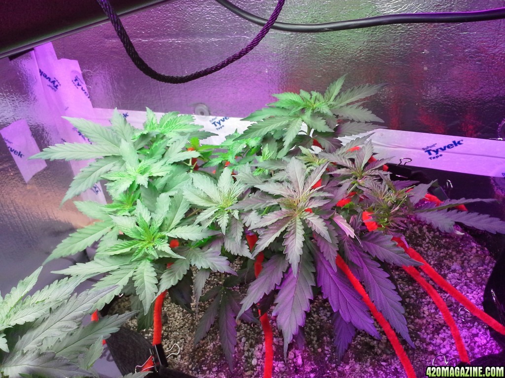 White Rhino LST