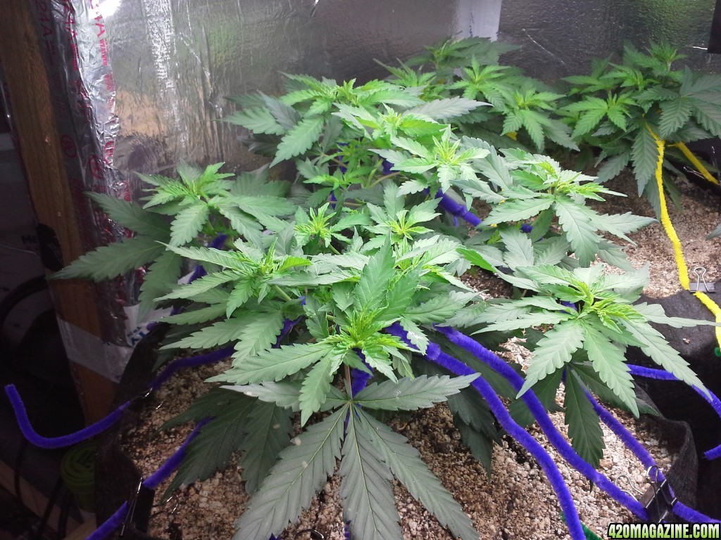 White Rhino LST