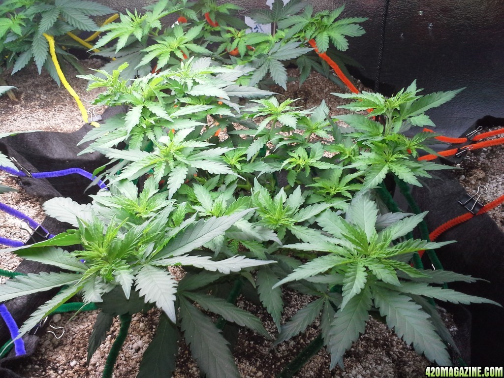 White Rhino LST