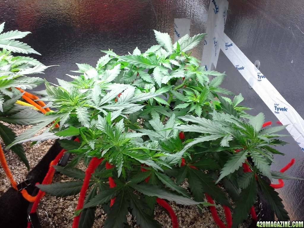 White Rhino LST