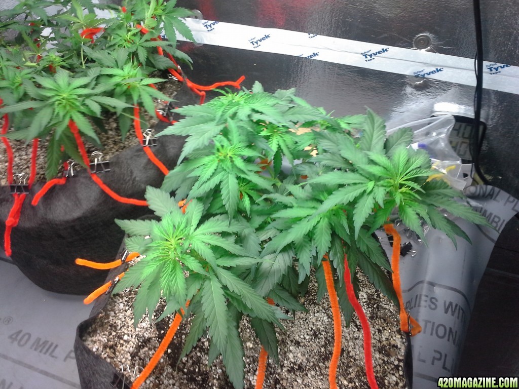 White Rhino LST