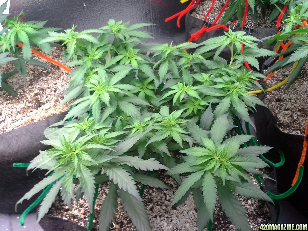 White Rhino LST