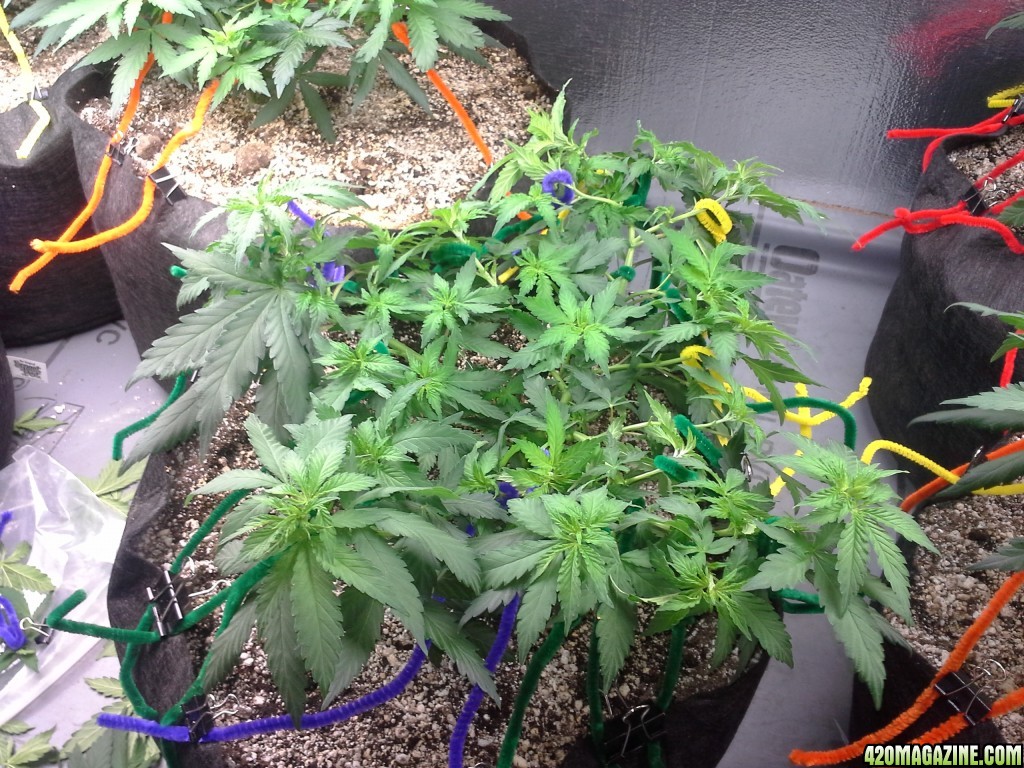 White Rhino LST