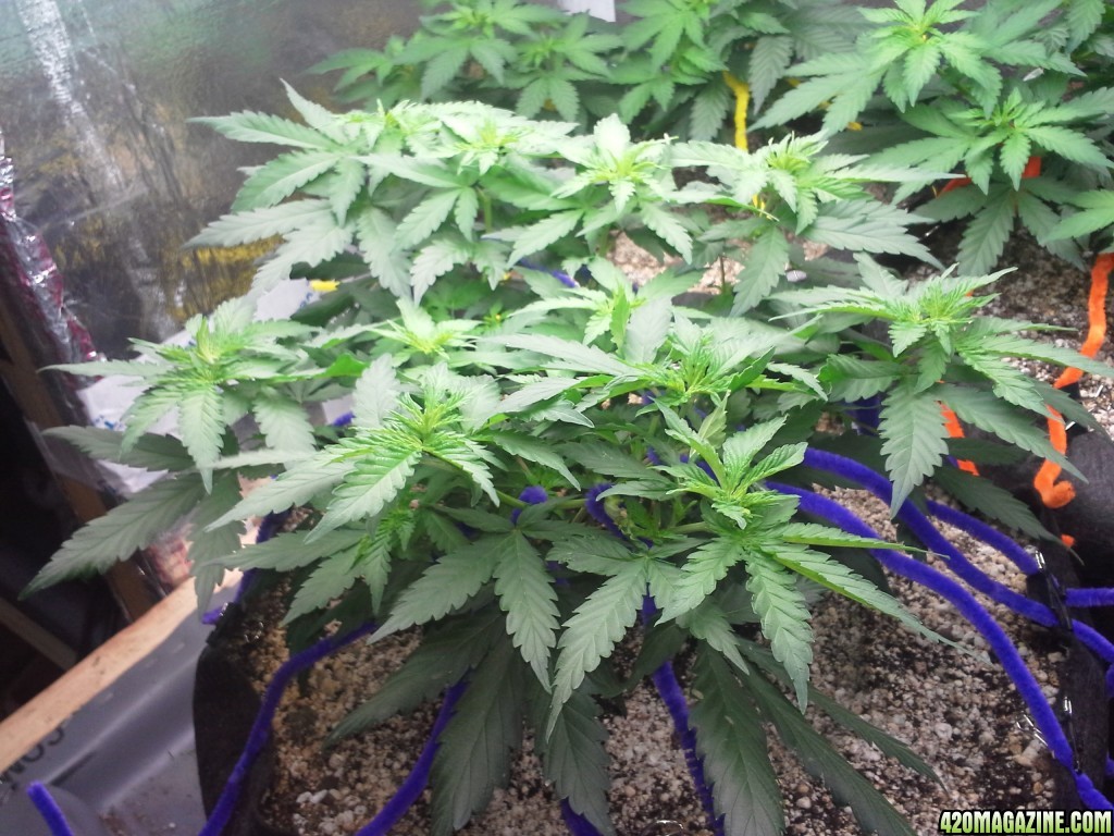 White Rhino LST