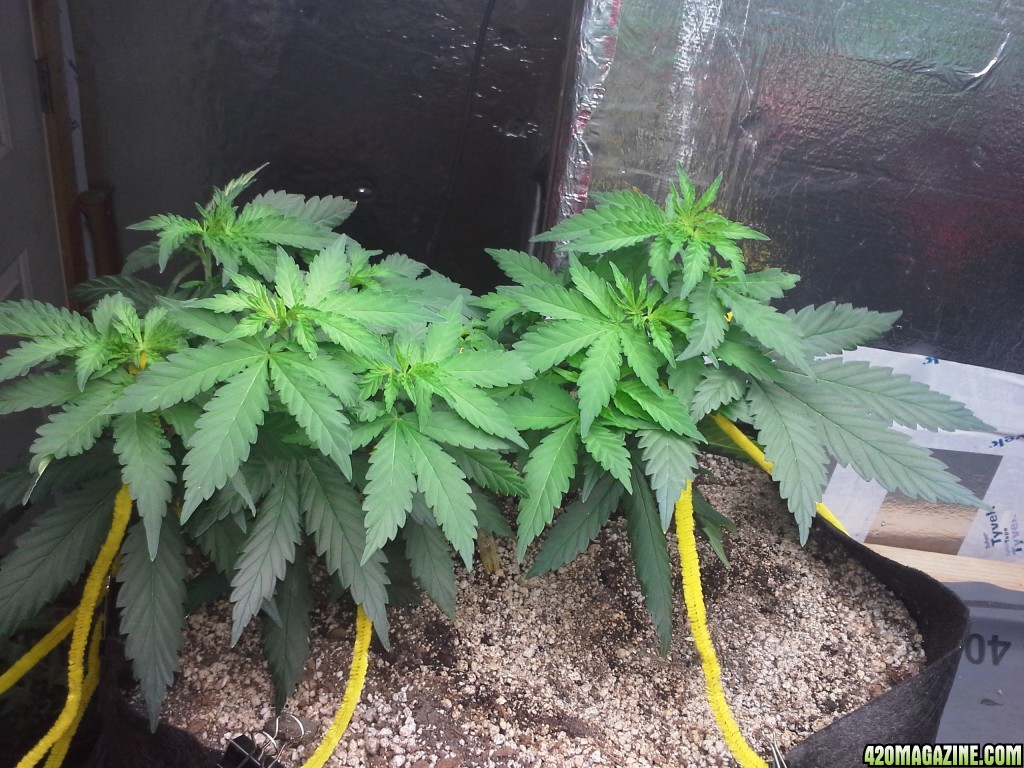 White Rhino LST