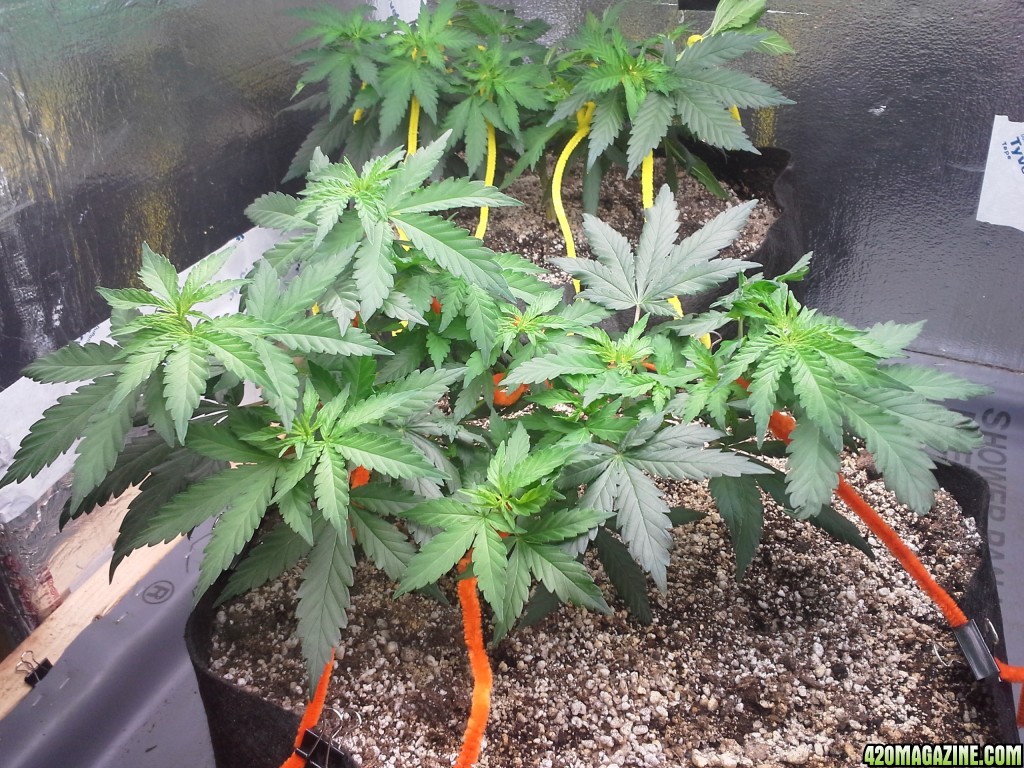 White Rhino LST