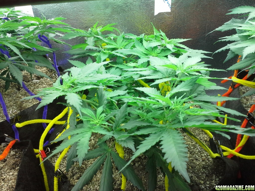 White Rhino LST