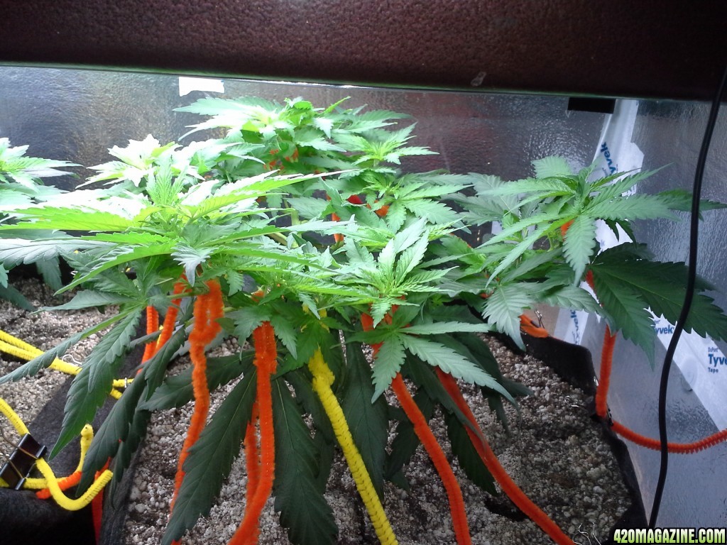 White Rhino LST