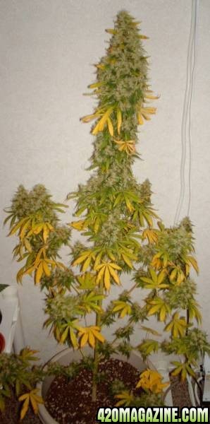 White Rhino Sativa Harvest (66days)