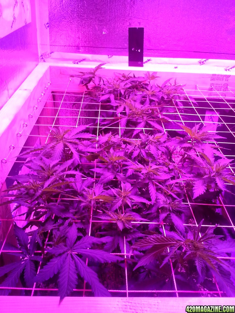 White Rhino ScroG