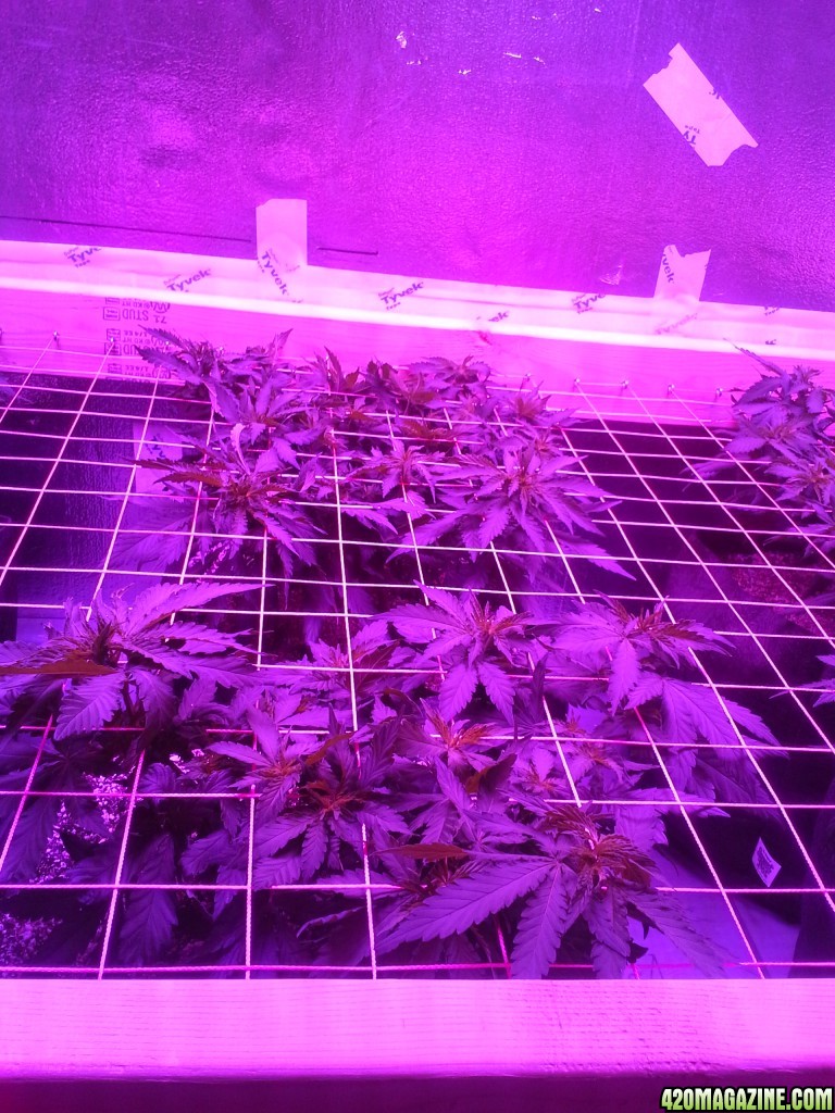 White Rhino ScroG