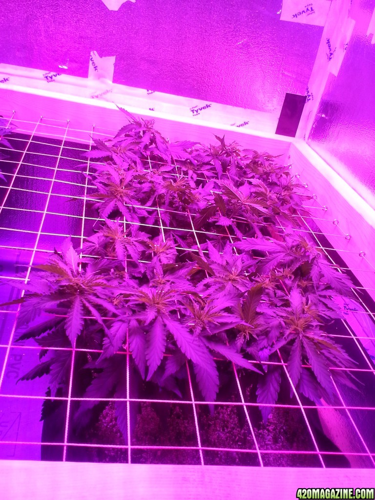 White Rhino ScroG