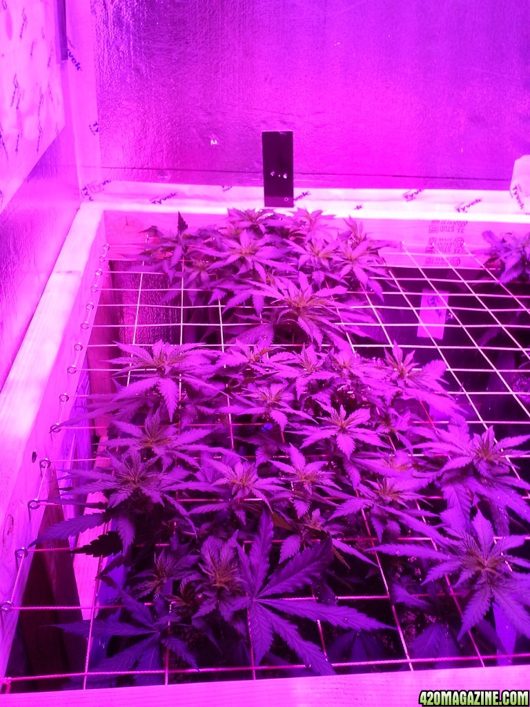 White Rhino ScroG