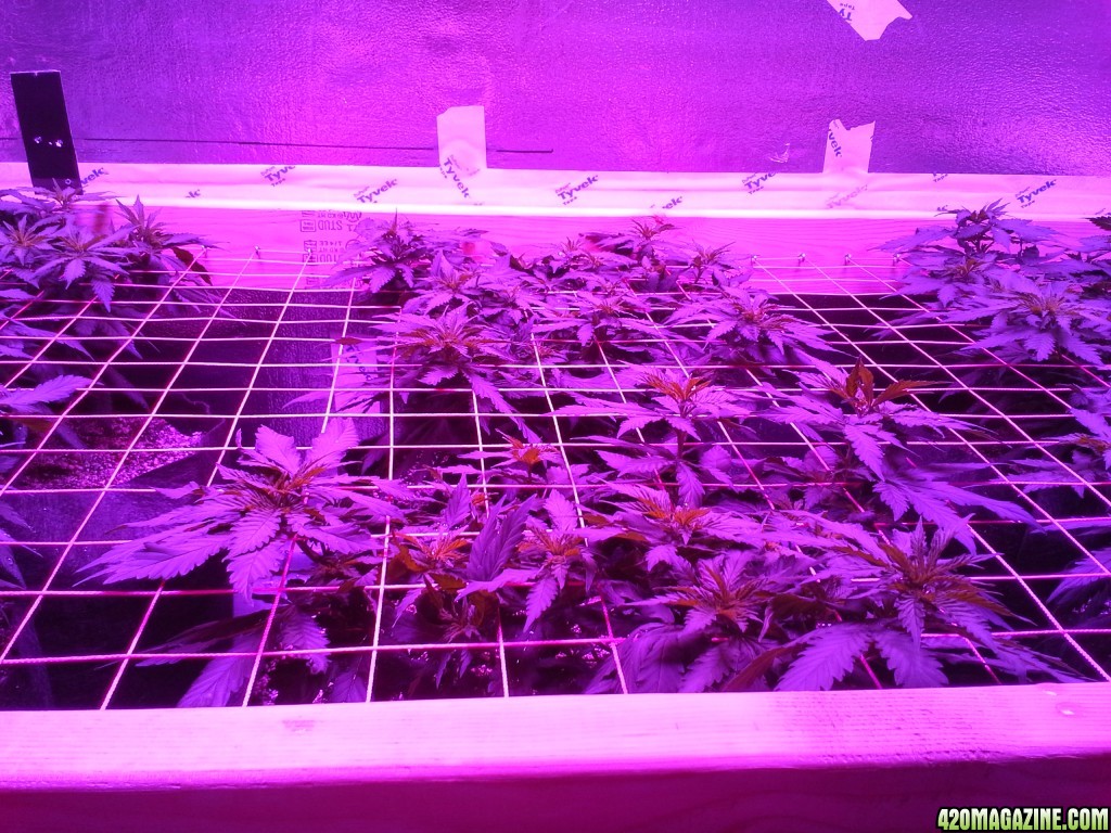 White Rhino ScroG