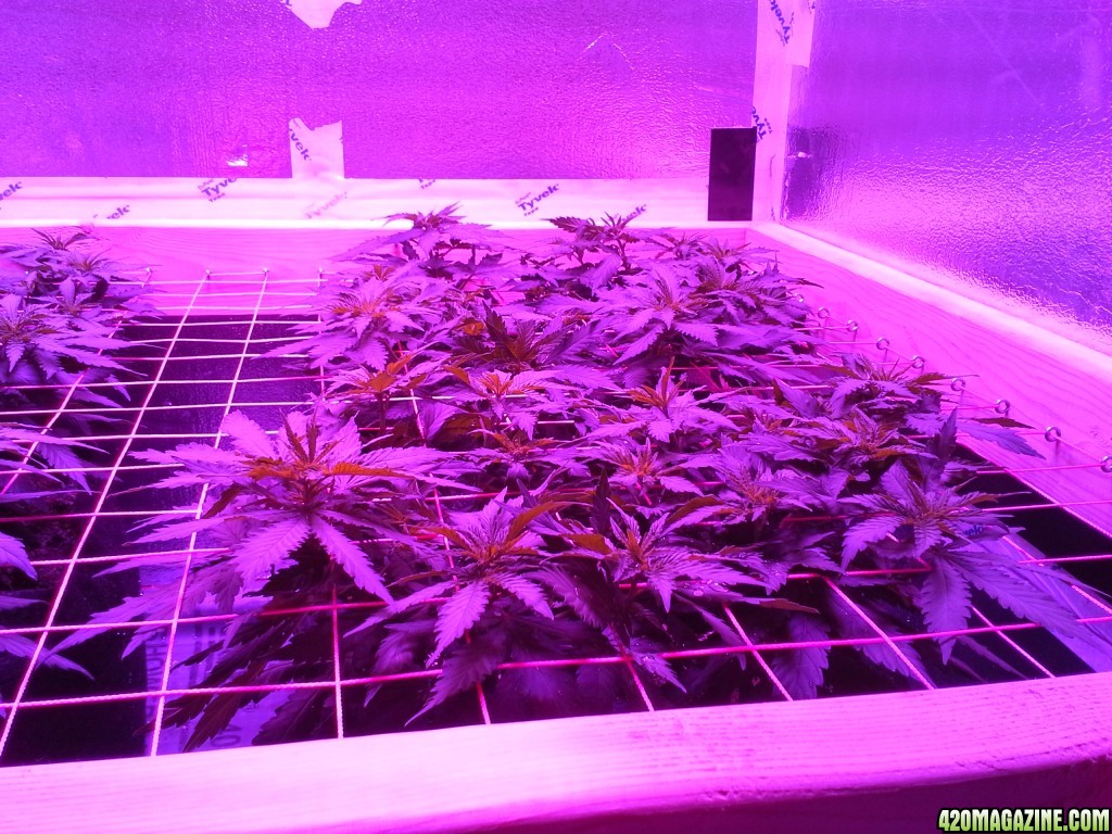 White Rhino ScroG