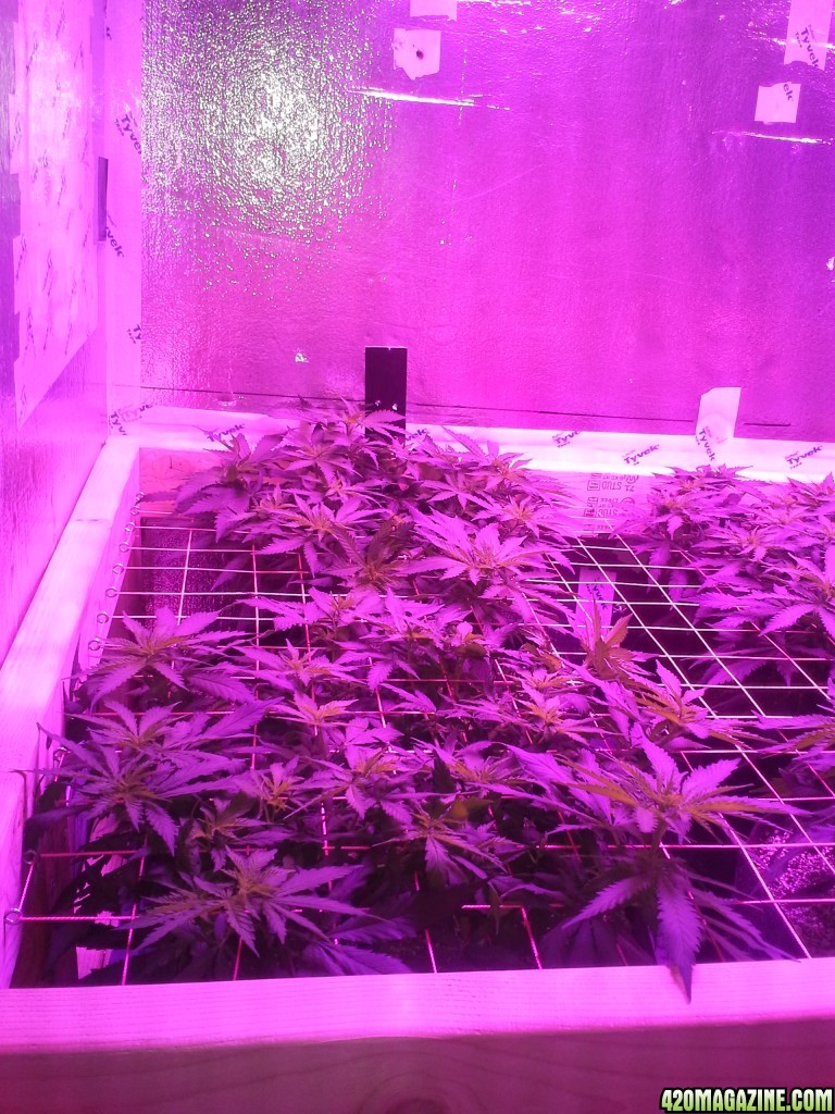 White Rhino ScroG