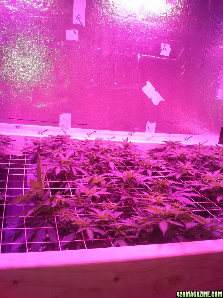 White Rhino ScroG