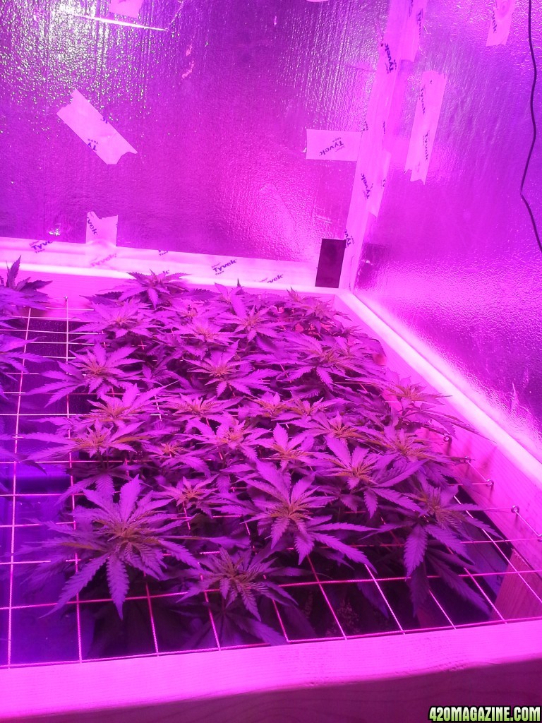 White Rhino ScroG