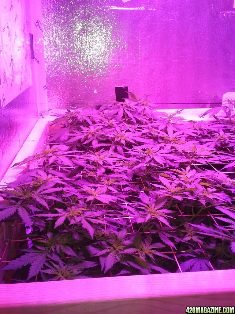 White Rhino ScroG