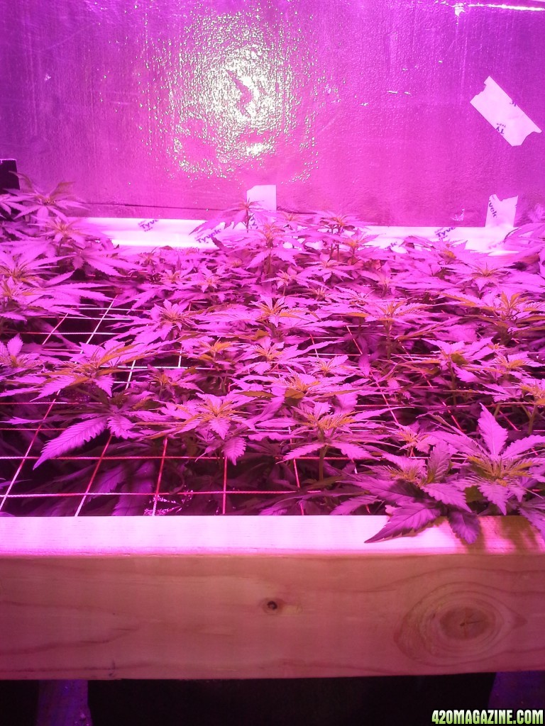 White Rhino ScroG