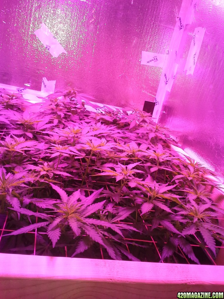 White Rhino ScroG