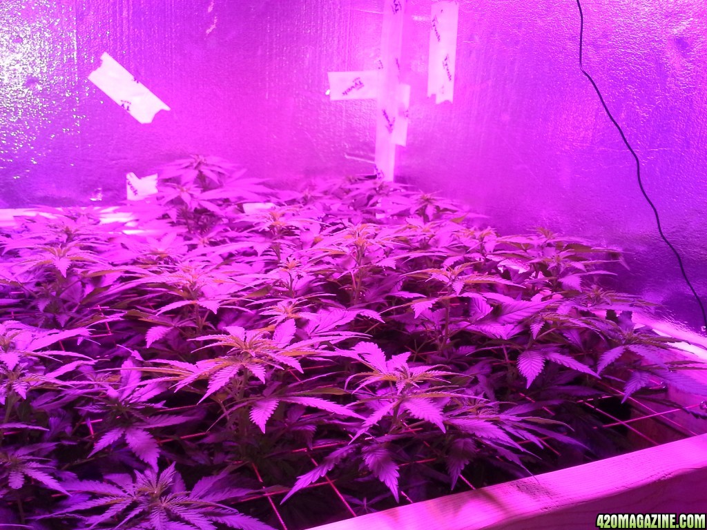 White Rhino ScroG