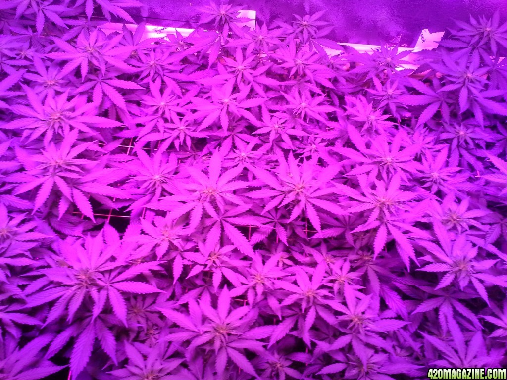 White Rhino ScroG