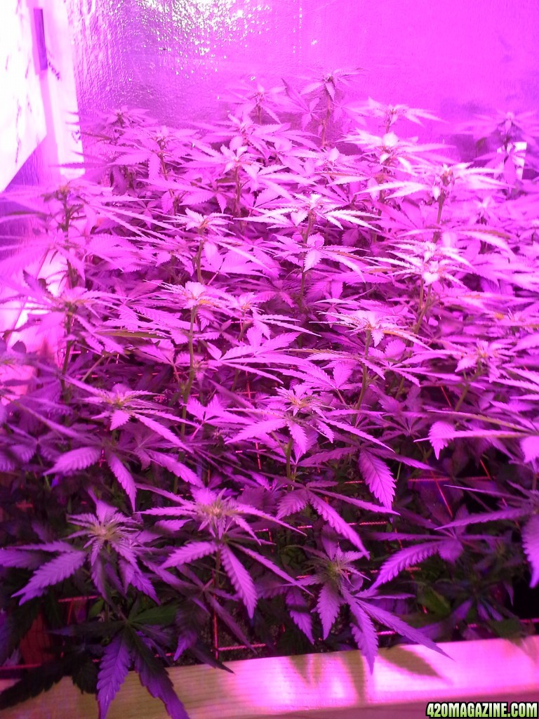 White Rhino ScroG