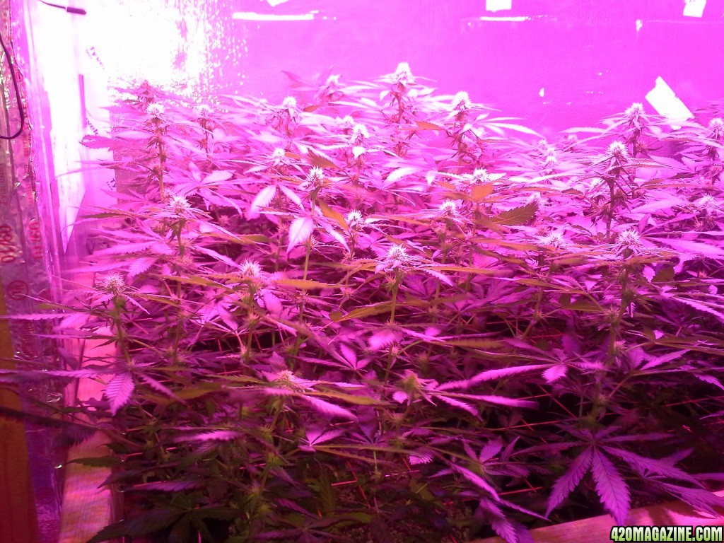 White Rhino ScroG