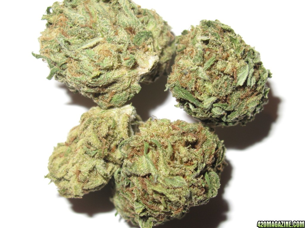 White Rhino