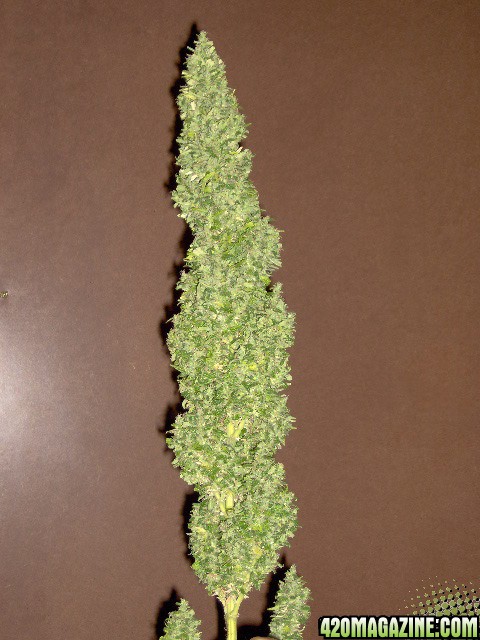 White Rhino