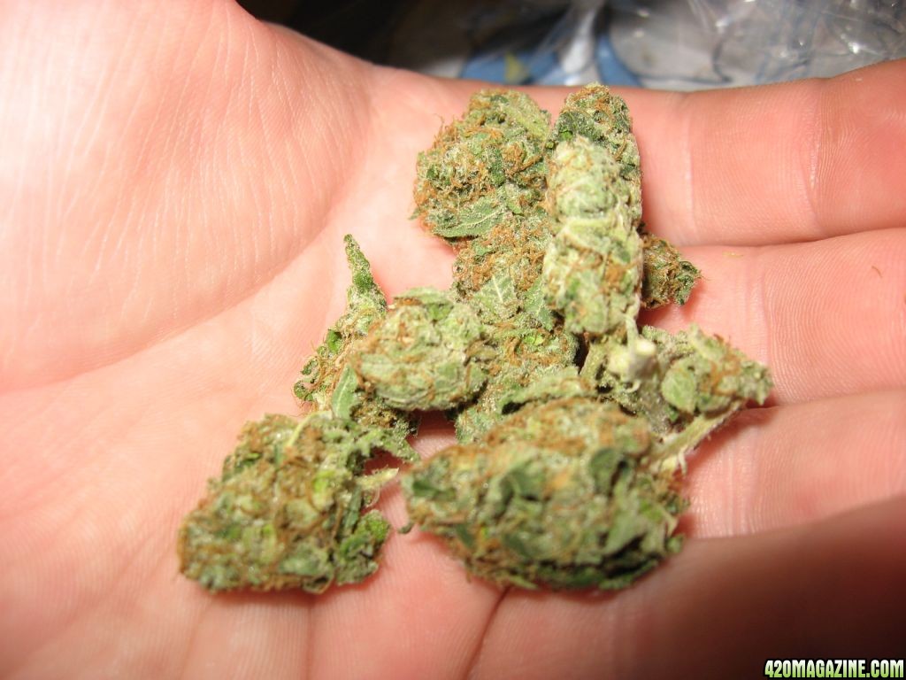 white rhino