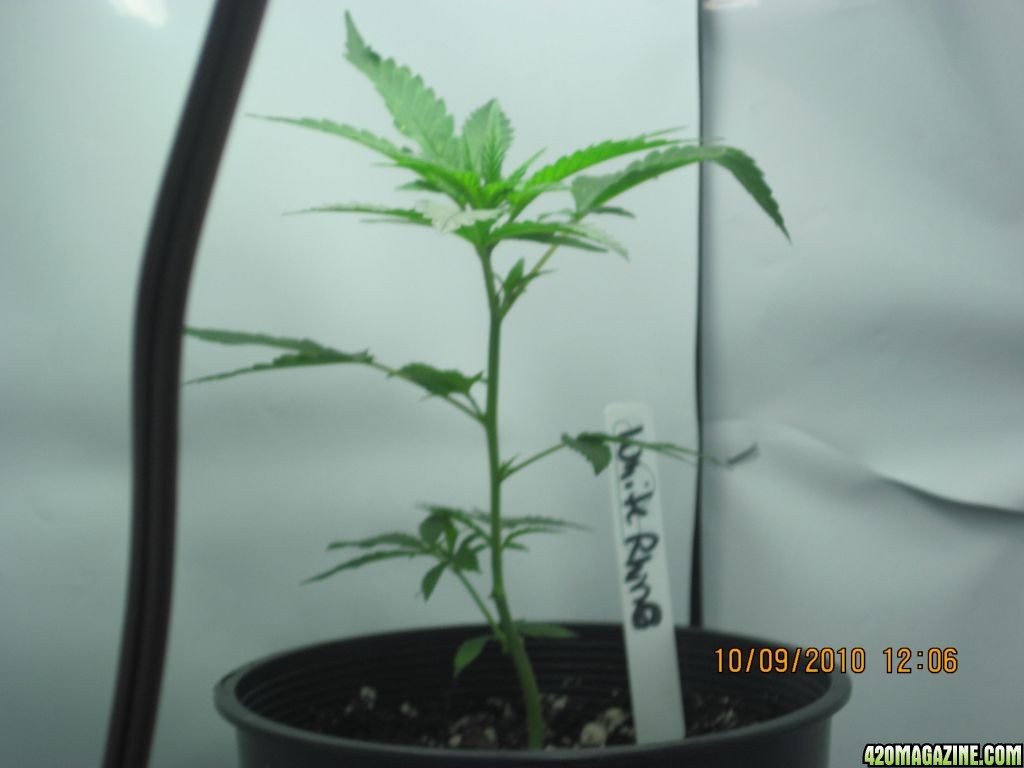 White Rino clone transplanted