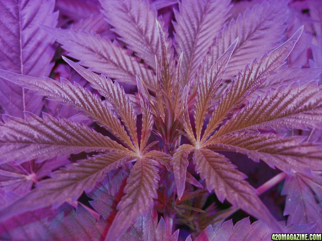 White Russian, 10 days into Flowering