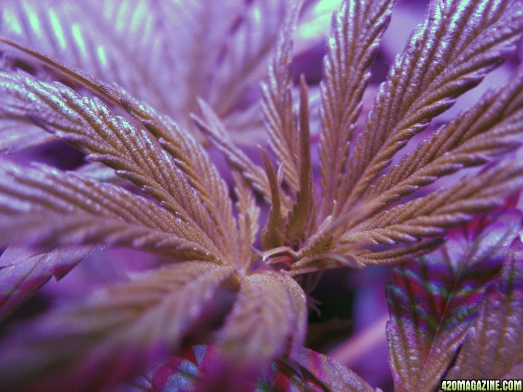 White Russian, 10 days into Flowering