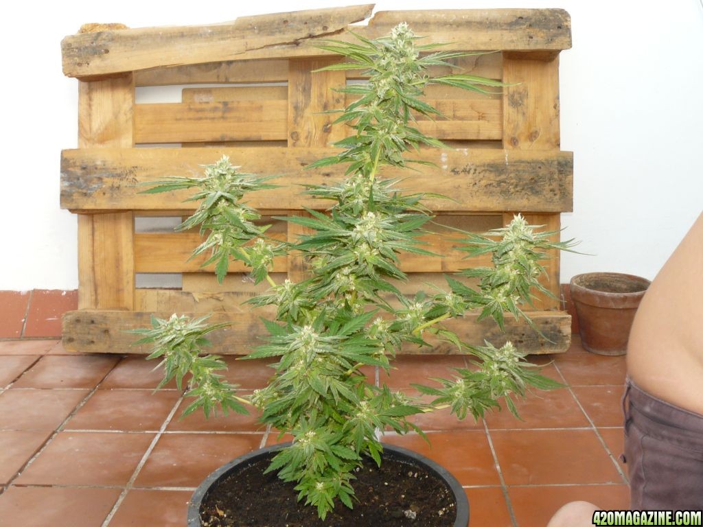 white russian clone