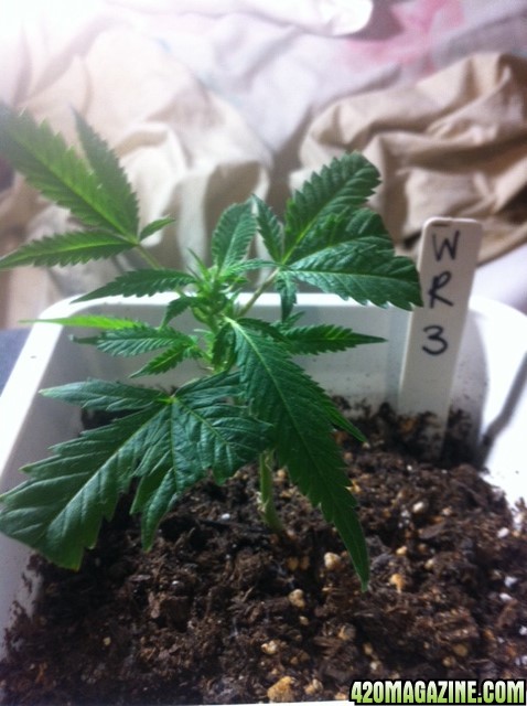 White Russian Clone1